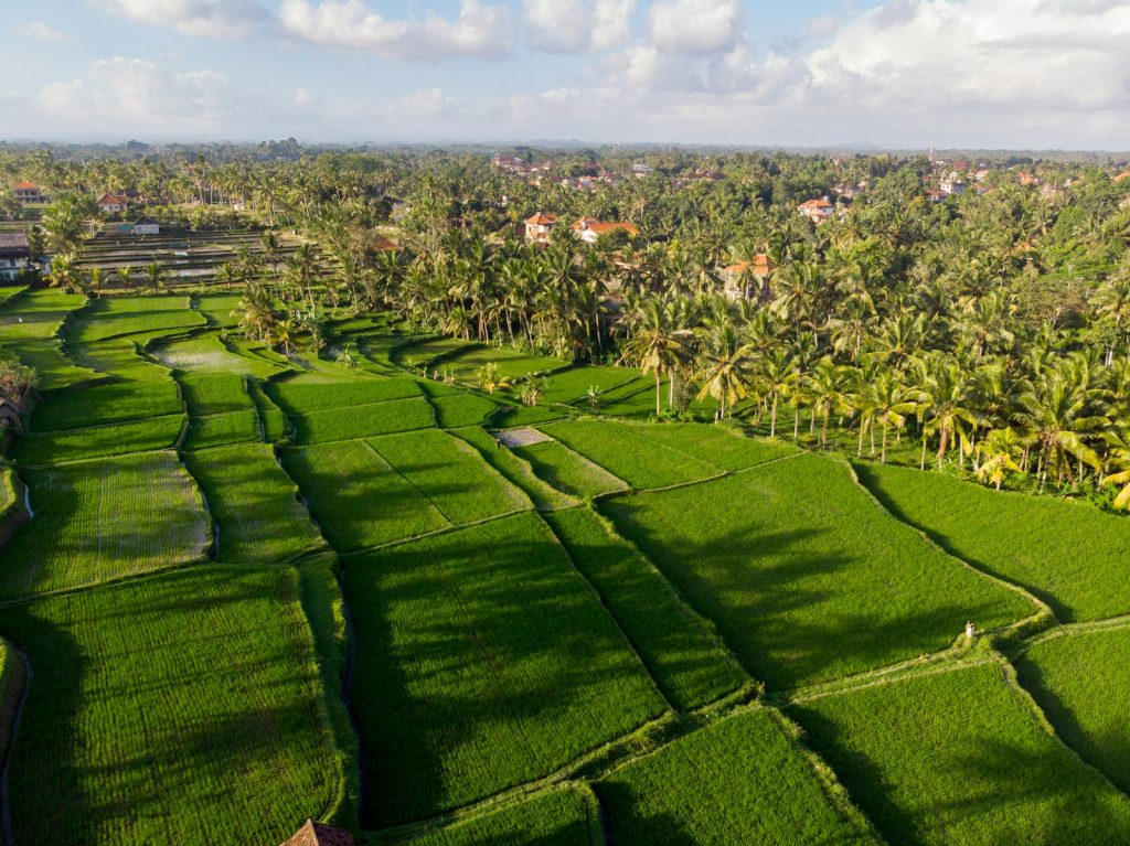 Is Kura Kura Bali a Good Investment? An Independent Read of the Evidence